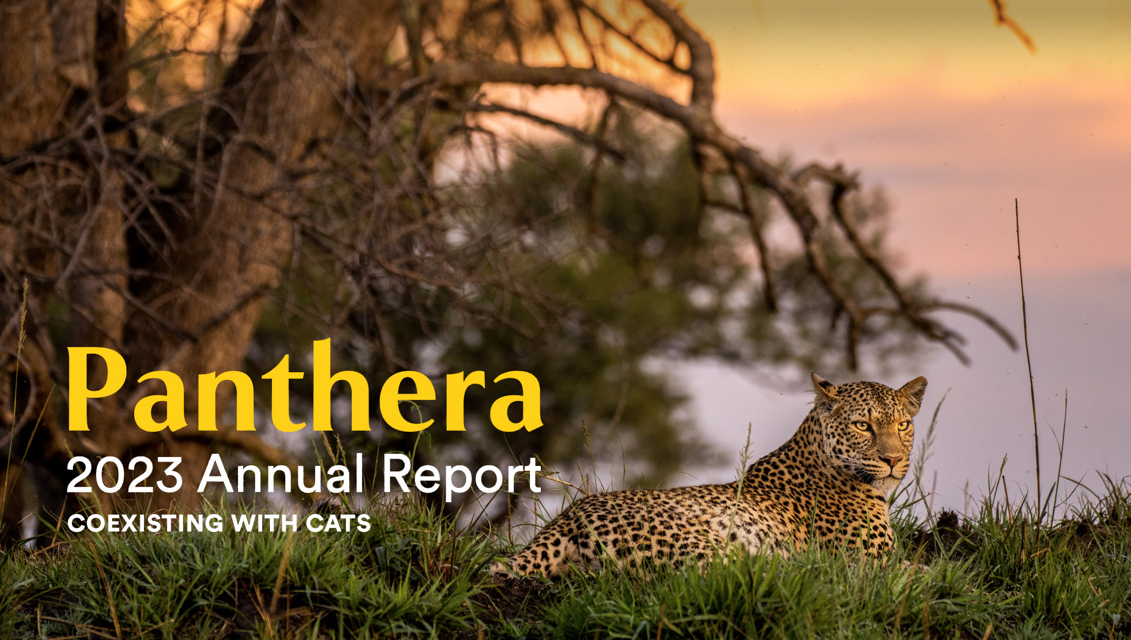 African Leopard female at sunrise, Kafue National Park, Zambia