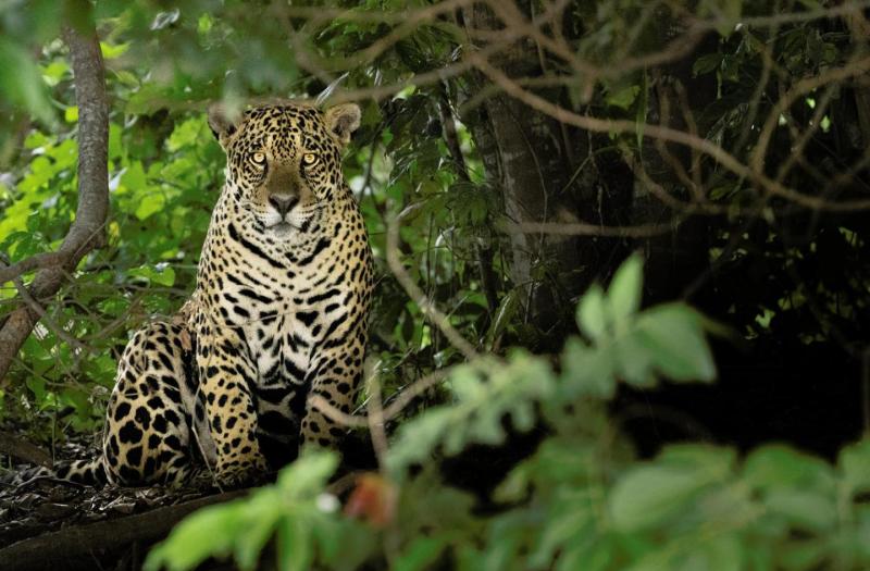 Jaguar sitting among trees