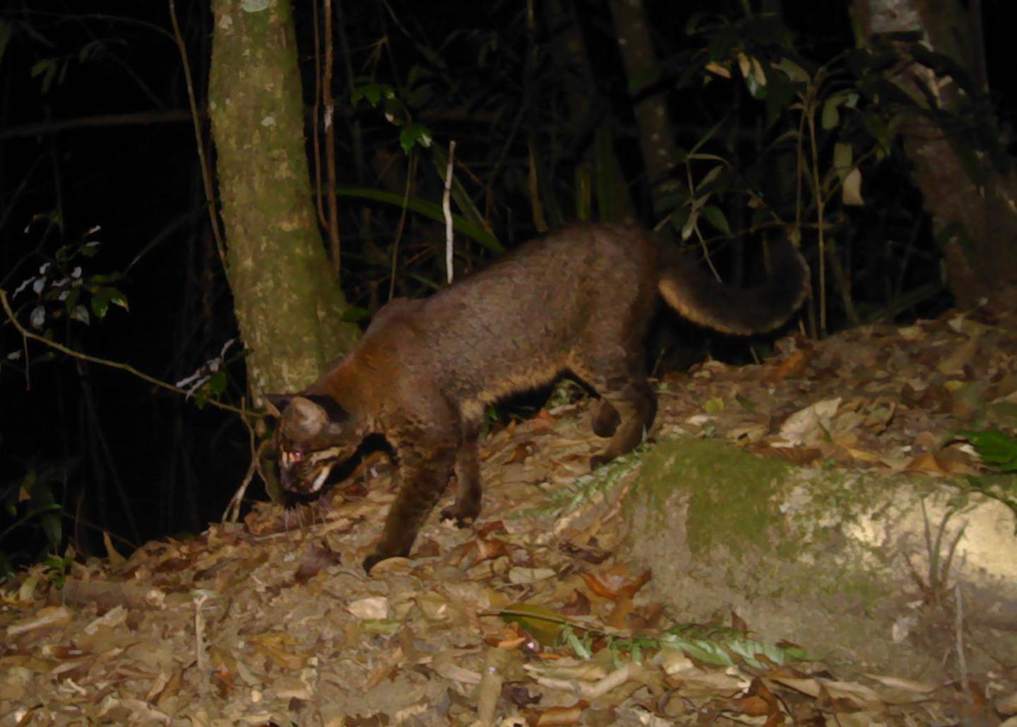 Asian golden cat in the wild