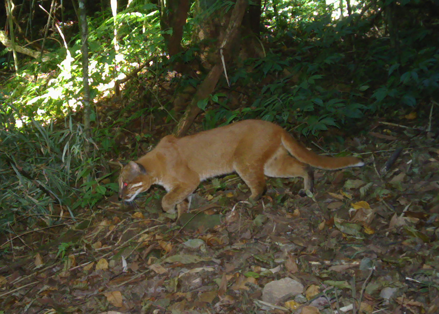 Asian golden cat in the wild