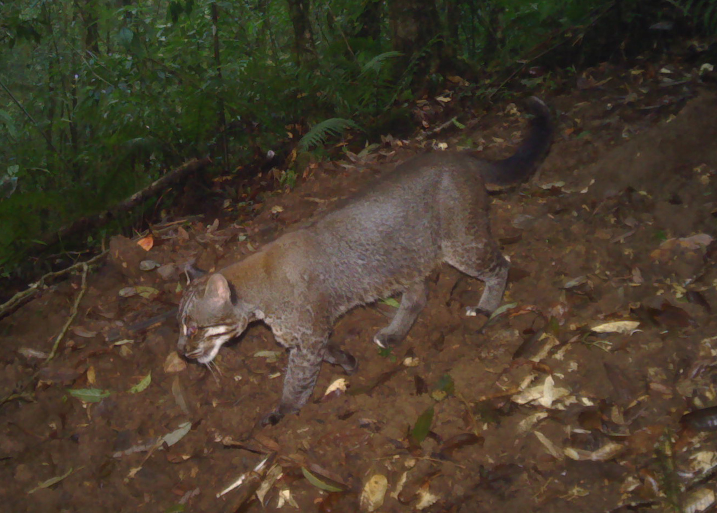 Asian golden cat in the wild