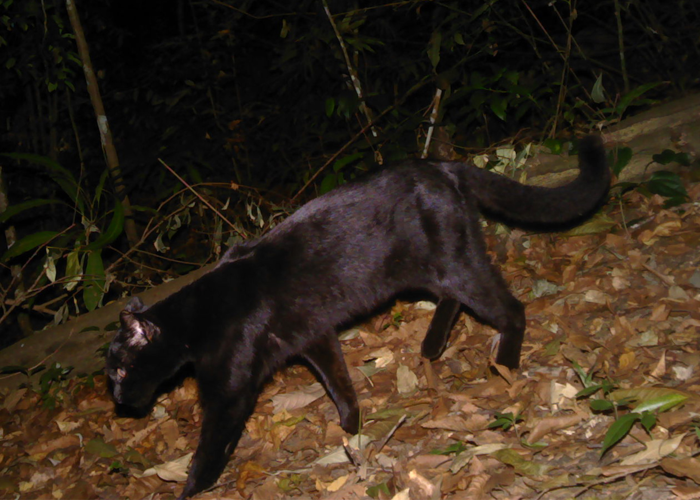 Asian golden cat in the wild