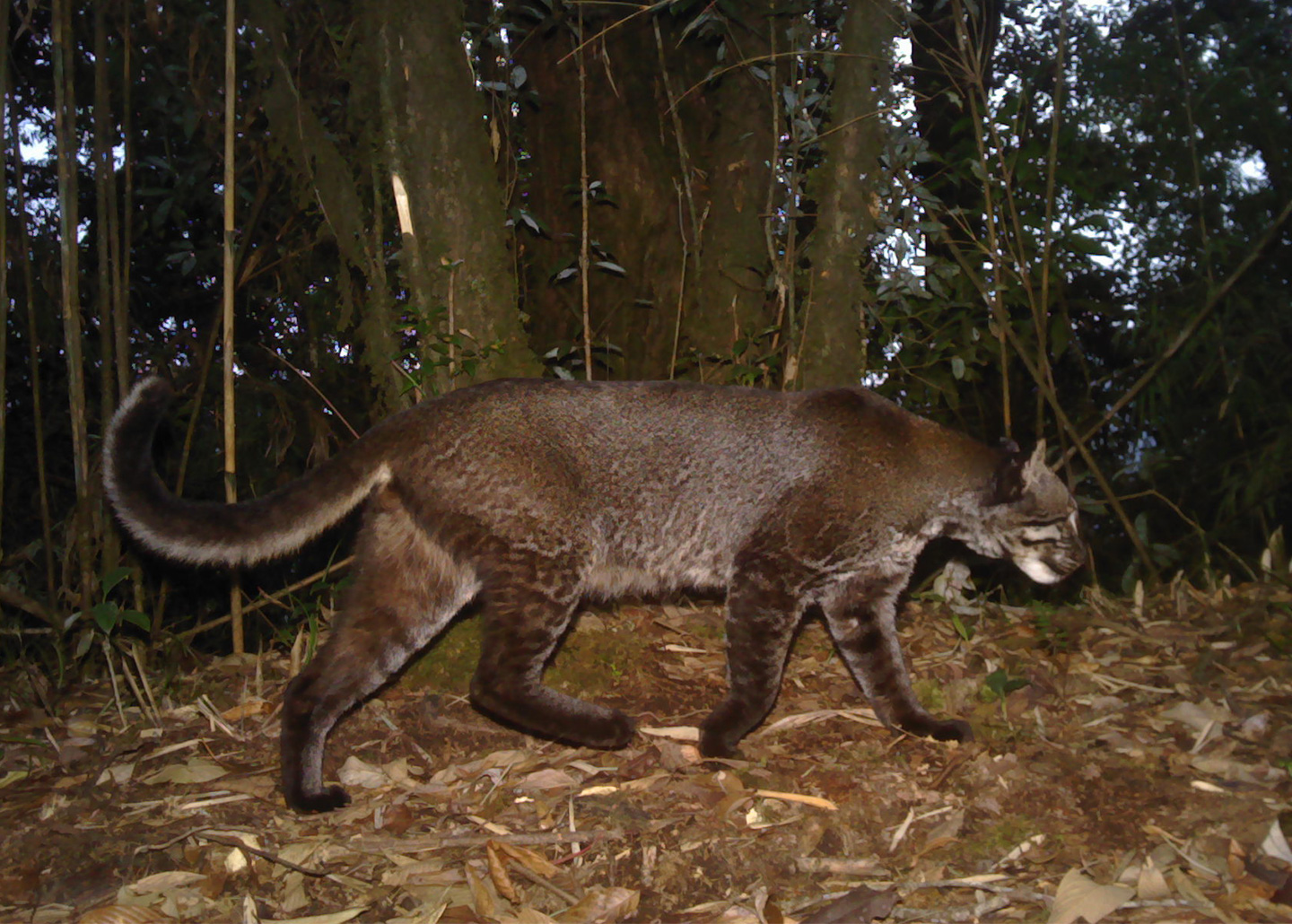 Asian golden cat in the wild