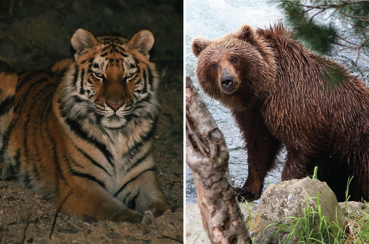 Tiger and bear