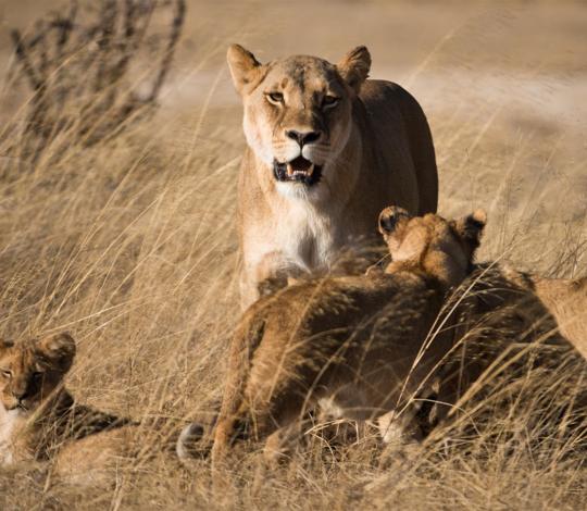 Family of lions in the bush