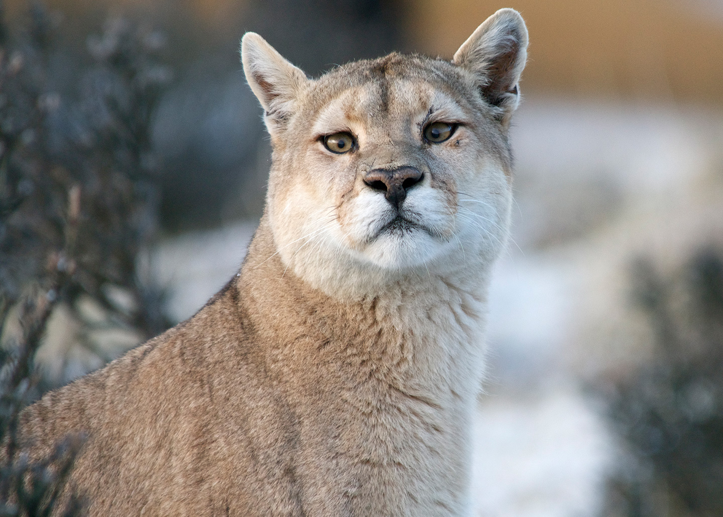 Puma looking at camera in Patagonia