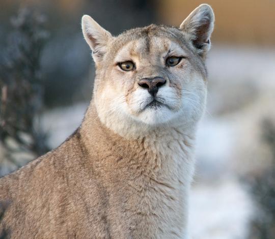 Puma looking at camera in Patagonia