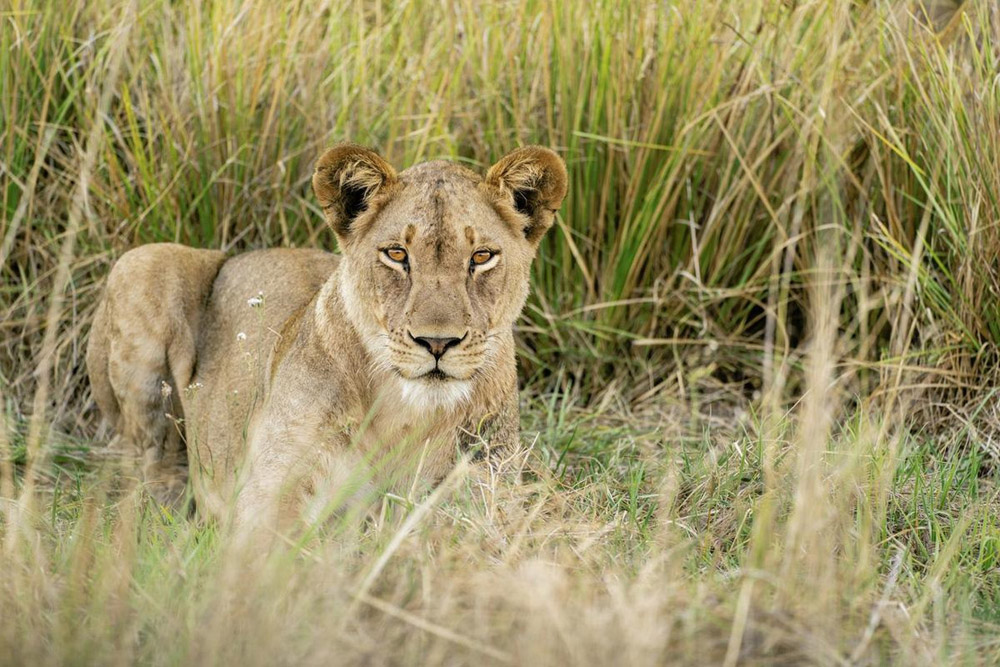 African Lion