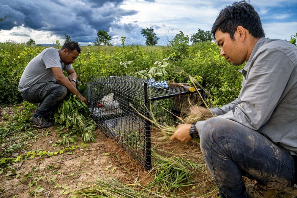 Fishing cat biologists setting up box trap for collaring