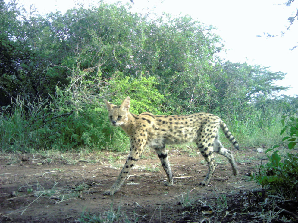 Serval camera trap