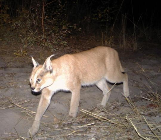 Caracal walking