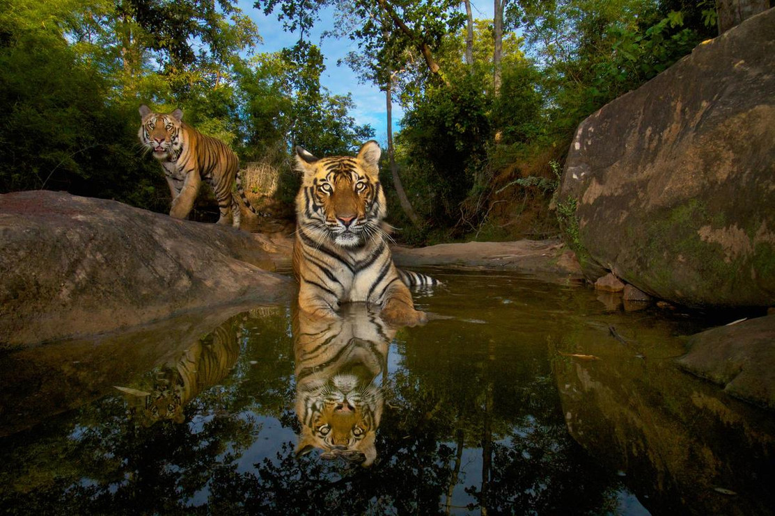 Two Tigers in Bandhavgarh National Park, India