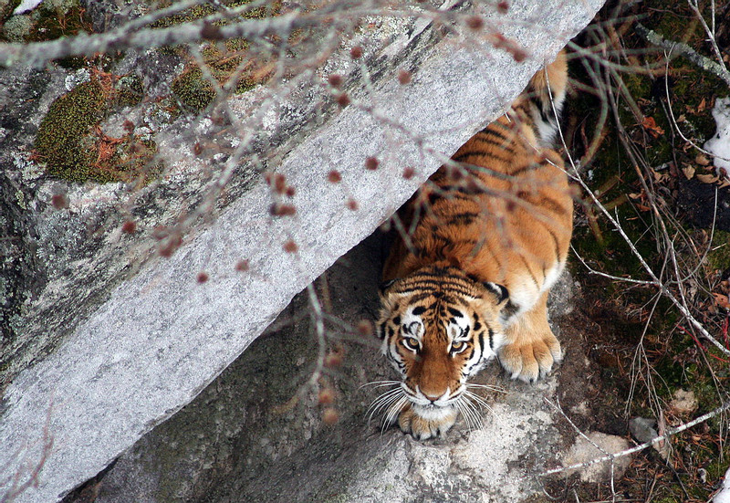 Tiger staring up