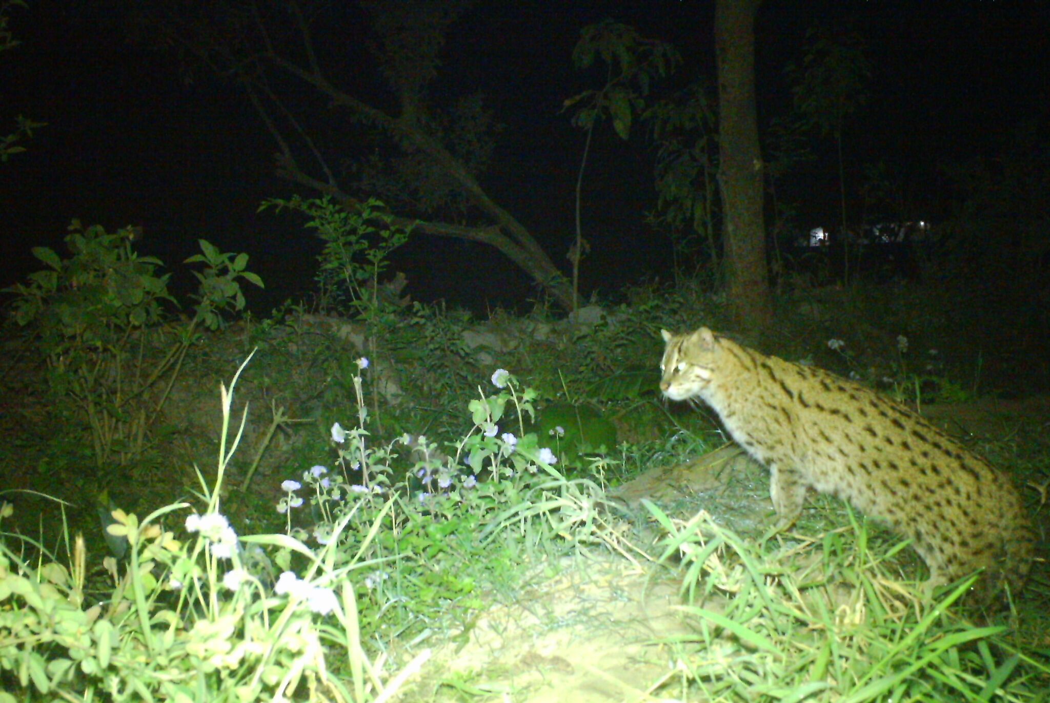 Fishing cat camera trap