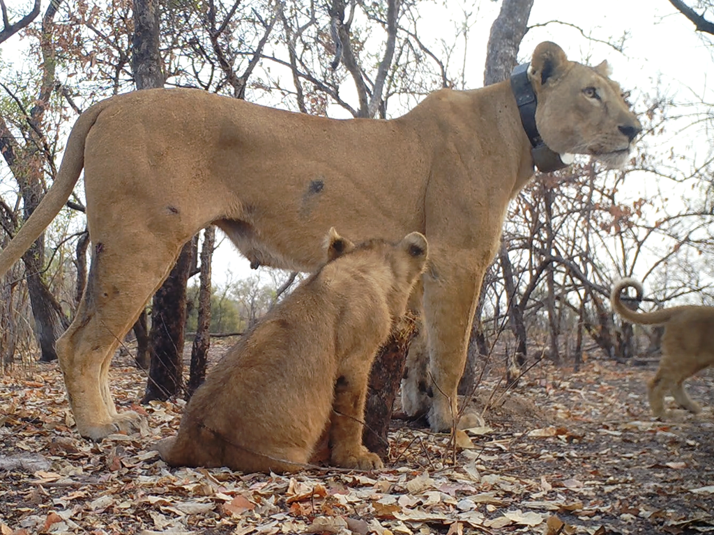 Lioness with cubs