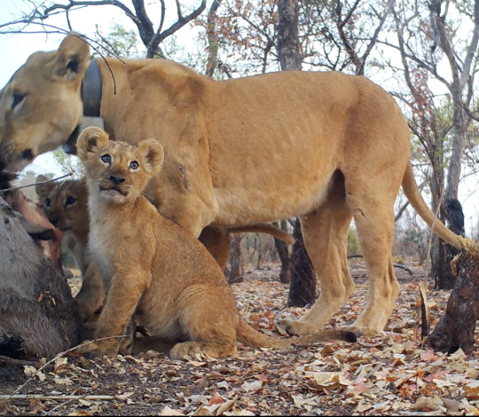 Surveys carried out in 2021 and 2023 suggest that lion and leopard populations in the Park are recovering.